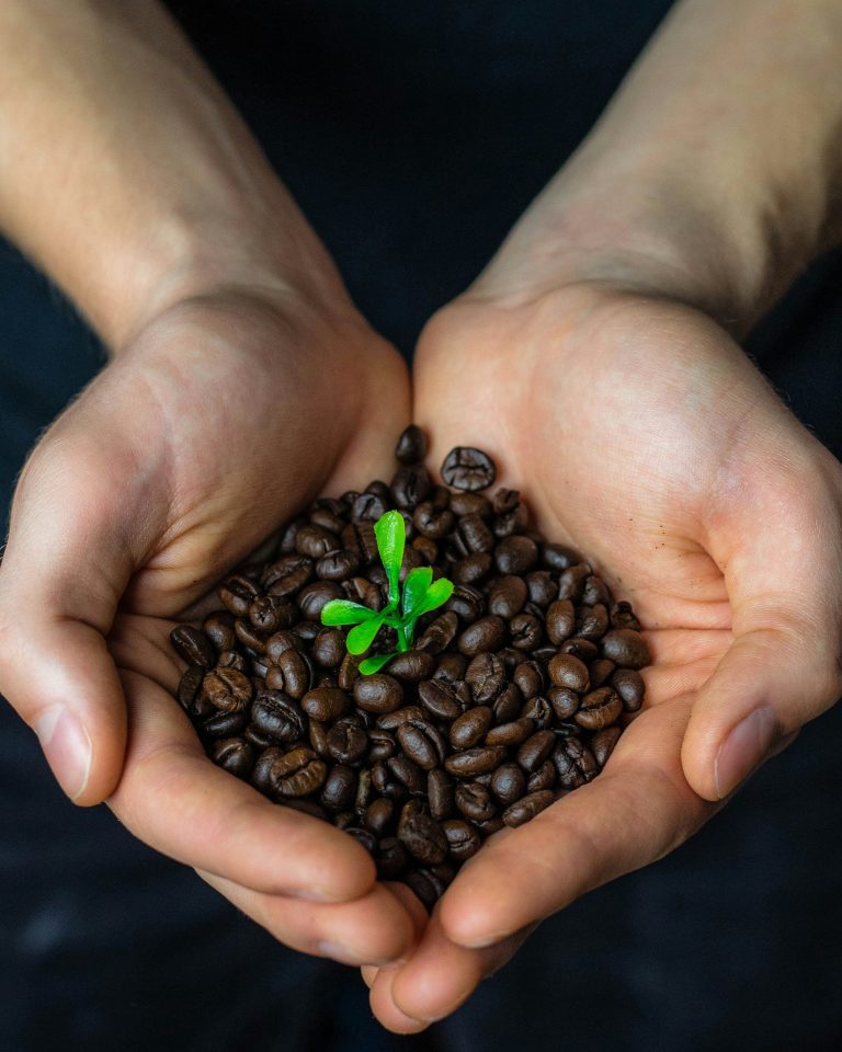 Grains de café entre les mains, pousse au centre de l'image. Mains qui s'ouvrent au monde